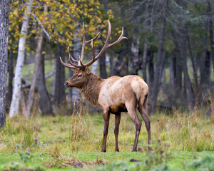 Elk Stock Photo and Image. Bull male walking in the field with a blur forest background in its envrionment and habitat surrounding, displaying antlers and brown coat fur.