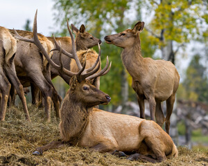 Naklejka na ściany i meble Elk Stock Photo and Image. Elk bull resting on hay with its cows elk around him in their environment and habitat surrounding.