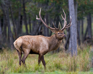 Elk Stock Photo and Image. Bull male walking in the field with a blur forest background in its envrionment and habitat surrounding, displaying antlers and brown coat fur.