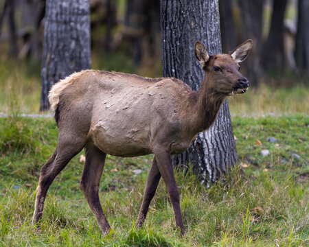 Elk Stock Photo and Image. Female cow walking in the field along the forest in its environment and habitat surrounding.