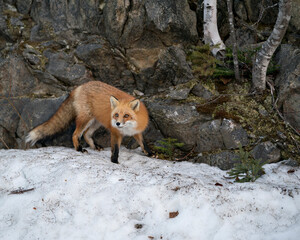 Red Fox Photo Stock. Fox Image. Close-up profile side view in the winter season in its environment and habitat with rock and tree background displaying bushy fox tail, fur.  Picture. Portrait