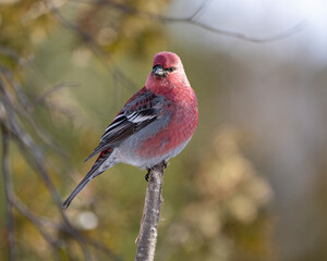 Pine Grosbeak Photo and Image.  Male close-up profile view perched on branch with a blur forest background in its environment and habitat surrounding. Grosbeak Portrait. Picture.