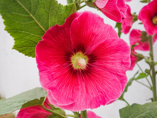 Hollyhock flowers in a park in luannan county, hebei province, China