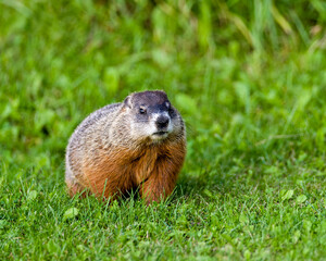 Naklejka na ściany i meble Groundhog Stock Photo. Looking at camera and foraging for food in the grass in its environment and surrounding habitat. with a blur green grass background.