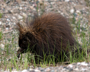 Porcupine Photo Stock. Close-up profile view walking on gravel on the side side of road with foliage foreground and gravel and foliage background in its environment and habitat. Image. Picture. 