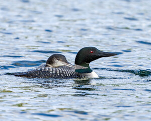 Common Loon Photo. Loon with young immature baby loon in its growing phase swimming in their environment and habitat surrounding. Picture. Portrait. Image.