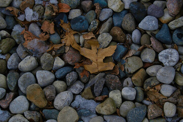one leaf