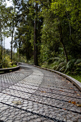 path in the forest