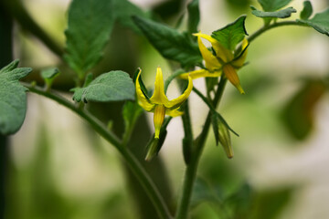 家庭菜園のミニトマトの小さい花