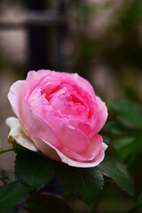 秋のピエールドゥロンサール