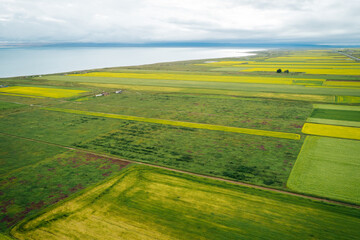 Fototapeta premium Aerial view of yellow cole flowers flowering in the lakeside of qinghai lake,China