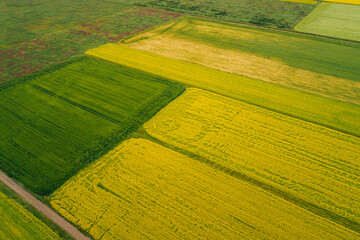 Obraz premium Aerial view of yellow cole flowers flowering in the lakeside of qinghai lake,China