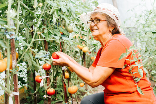 Harvest, agricultural, farming concept. Senior happy woman gardener in hat picking eco vegetables in greenhouse. Close-up of smiling caucasian retired woman holding ripe red tomatoes