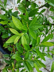 The leaves of the blueberry tree.