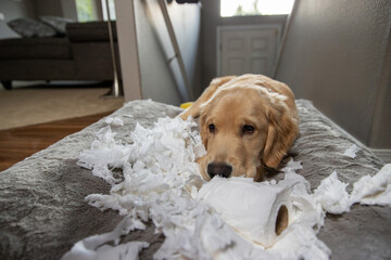 Golden retriever puppy chewing and tearing toilet paper making a mess