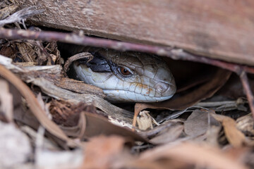 Fototapeta premium Beautiful blue tongued skink walking on a forest floor in Victoria, Australia