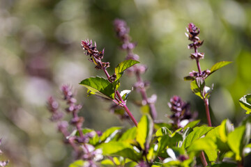 Close up view of purple flowers of a basil plant