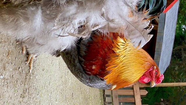 Brahma colorful rooster attacks chicken. Slow-motion close-up. VERTICAL format