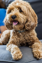 Flloyd the CavoodlePuppy in a bed
