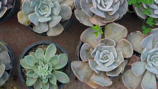 Pan shot beautiful green succulent plants growing inside a nursery - indoor farming. A lithops plant in black plastic pots with dry  soil - Haworthia plant  Cacti