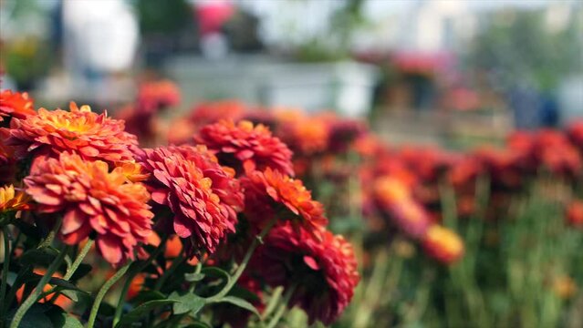A bunch of beautiful orange-colored Indian chrysanthemum flowers in the field. Chandramalika flowers blowing in the wind - nursery  gardening  outdoors  windy weather