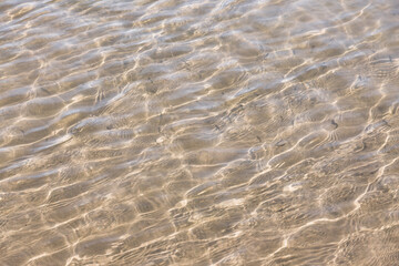 close-up of ocean water with small brown fish swimming
