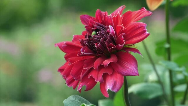 A beautiful red Dahlia flower is swaying in the breeze - a windy weather. A colorful red flower blooming / blossoming in the garden - nursery  florist  horticulture  Dalia
