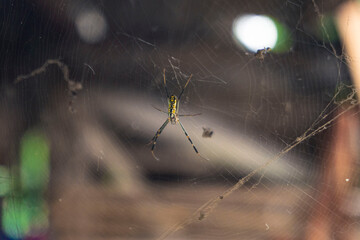 spider
