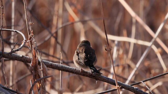 Slow motion close up shot of Dark-eyed junco