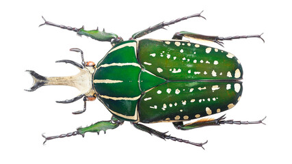 Rare Cetoniinae Flower Chafer Mecynorhina polyphemus (Fabricius, 1781) from Africa - Powered by Adobe