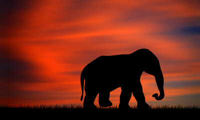 Fototapeta na wymiar One Elephant suhoultte walking on field with sunset sky background 