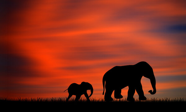 Elephant mother and baby Silhouette walk together on grass at Beautiful Sunset Sky 