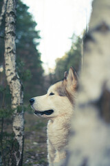 Side portrait of a pround Malamute girl. Young cute Nordic breed dog posing in a birch tree forest in Poland. Selective focus on the details, blurred background.