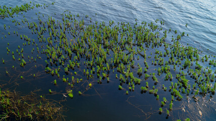 Small plants grow from the lake