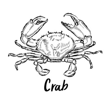 crab painting vector hand drawn Black and white seafood illustration. Perfect for menus, posters or labels.