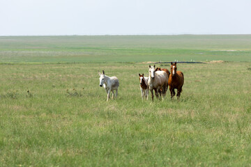 Fototapeta na wymiar Mares and Foals