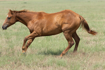 Obraz premium Yearling Quarter Horse
