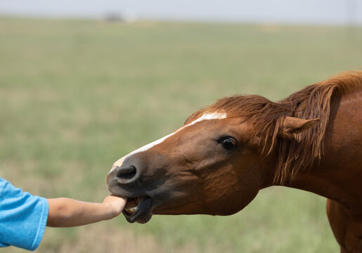 Biting horse