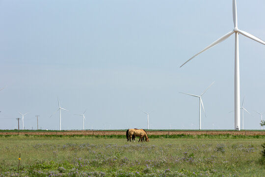 West Texas horses and wind turbines