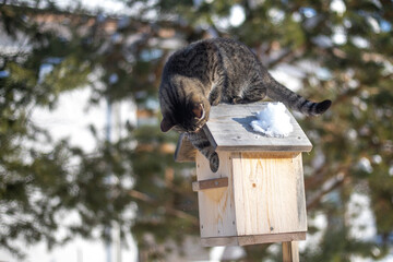 The cat is sitting on the birdhouse. The kitten watches, waits and hunts for birds. Rustic outdoor setting with homemade rustic birdhouse