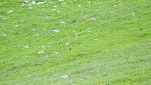 Chamois running up steep green mountain slope; Emmental Alps, Bern