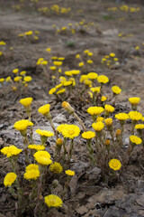 Yellow flowers of mother-and-stepmother close-up on a gray background. Tussilago farfara. Primroses bloom against the background of withered last year's grass.