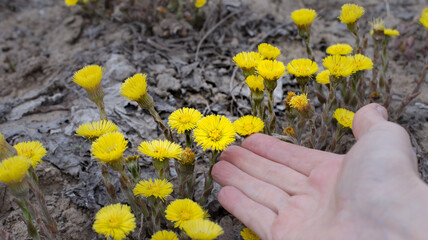 Yellow flowers of mother-and-stepmother close-up on a gray background. Tussilago farfara. Primroses bloom against the background of withered last year's grass.