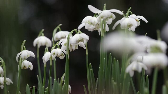 Delicate pure white Snowdrop flowers blooming in an English woodland.