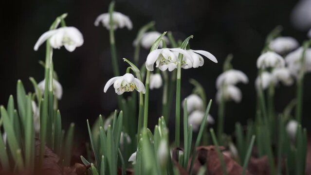 Delicate pure white Snowdrop flowers blooming in an English woodland.