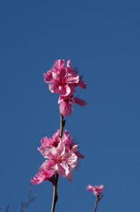 Pink Peach Blossoms Against Blue Sky Background