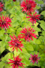 Red mint Monarda flowers on a green background. Fragrant plants for tea in the summer garden.