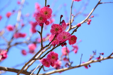 梅の花