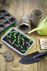 Young green tomato seedlings in the tray.