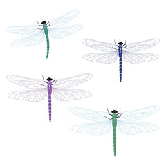 Dragonfly set. Vector isolated art insects in vector.